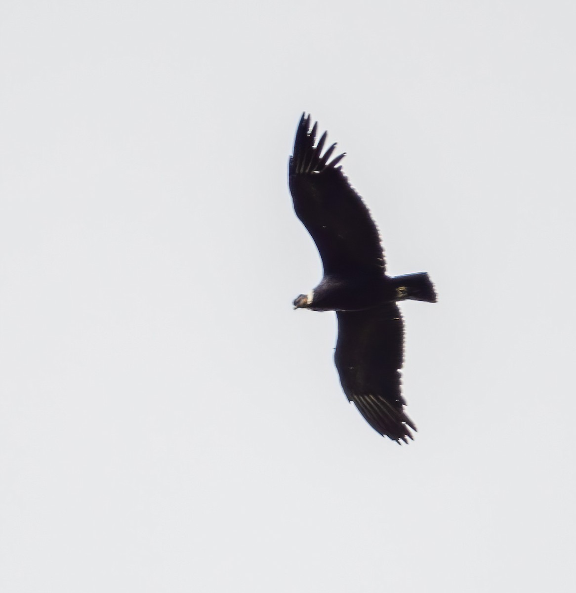 Condor des Andes - ML621113998