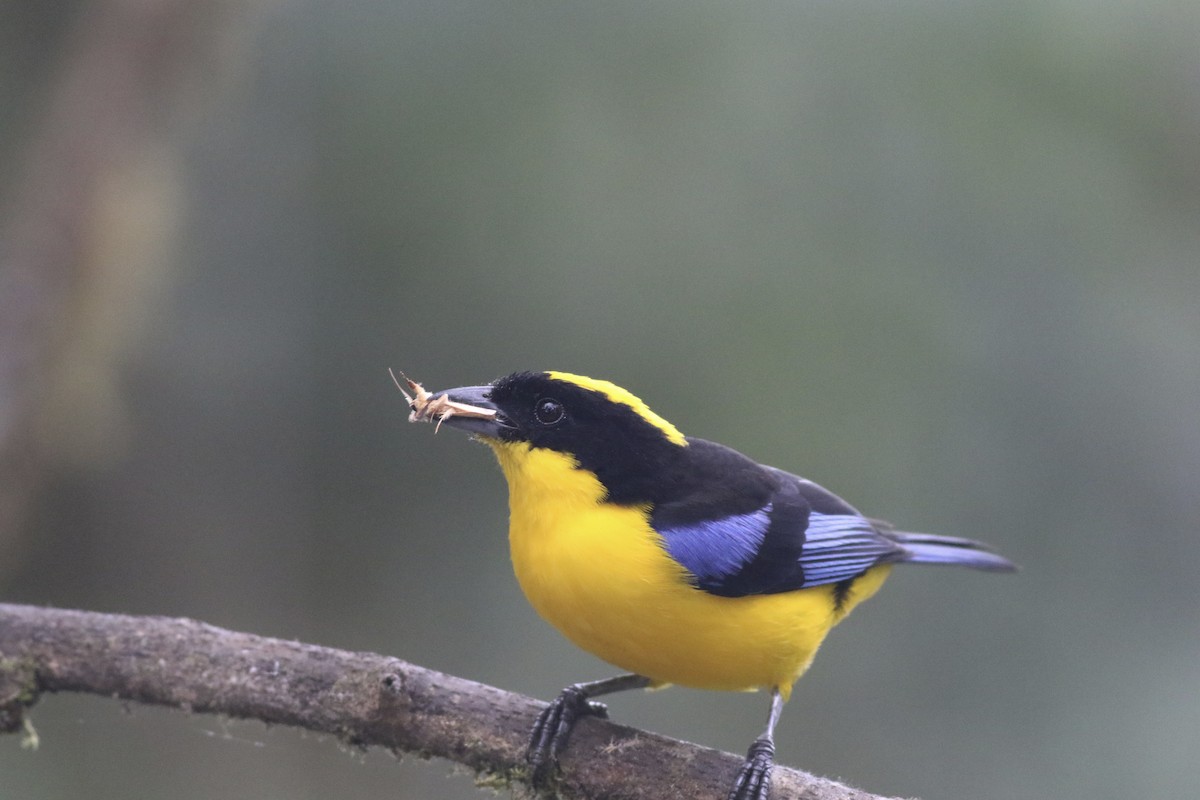 Blue-winged Mountain Tanager (Blue-winged) - ML621113999