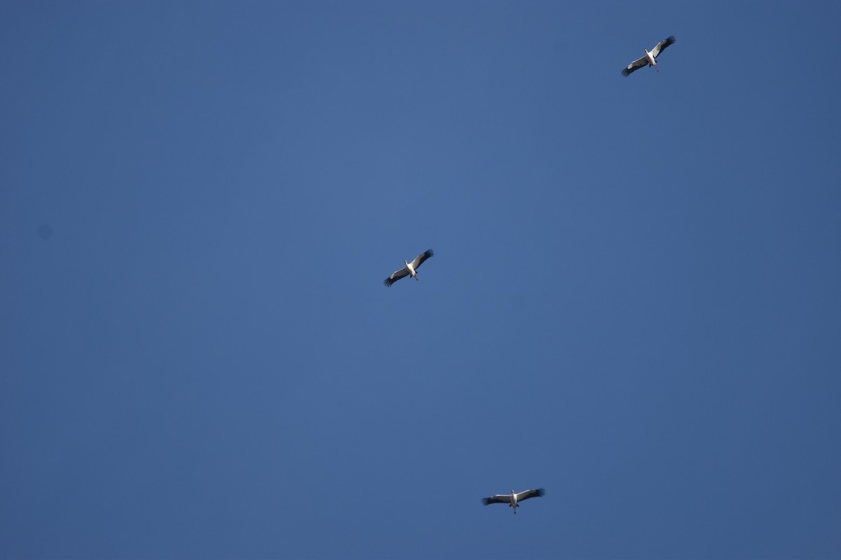 Maguari Stork - ML621114004