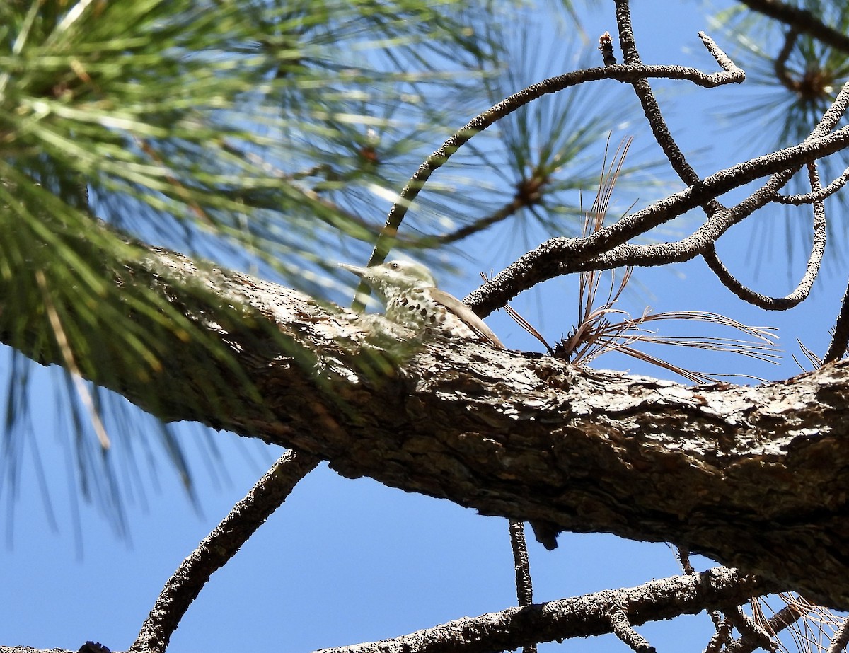 Arizona Woodpecker - ML621114011
