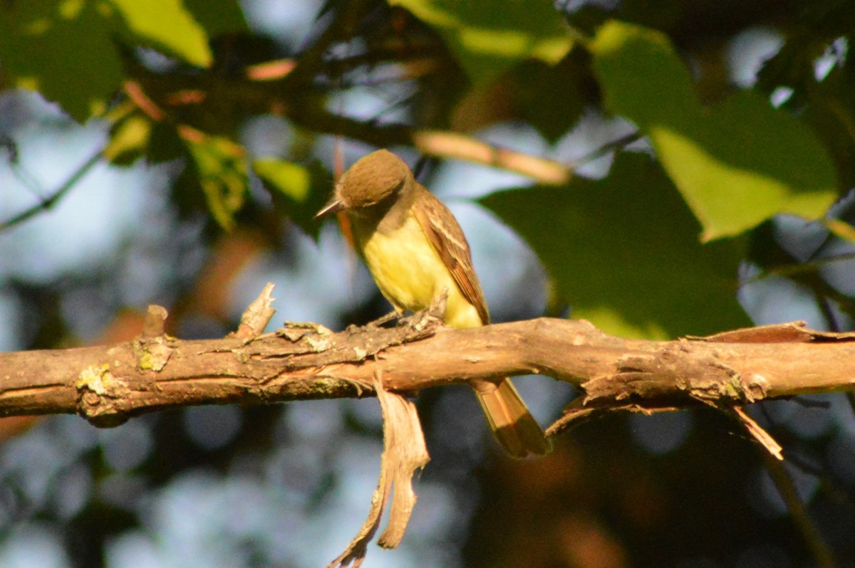 Great Crested Flycatcher - ML621114032
