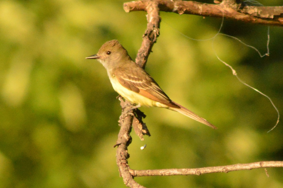 Great Crested Flycatcher - ML621114038