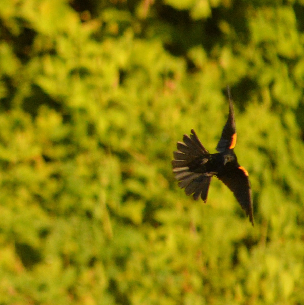 Red-winged Blackbird - ML621114050