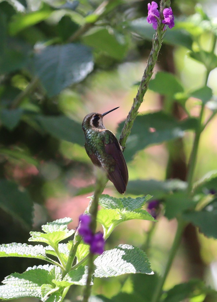 Speckled Hummingbird - ML621114056