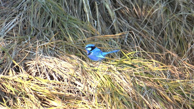 Splendid Fairywren - ML621114104