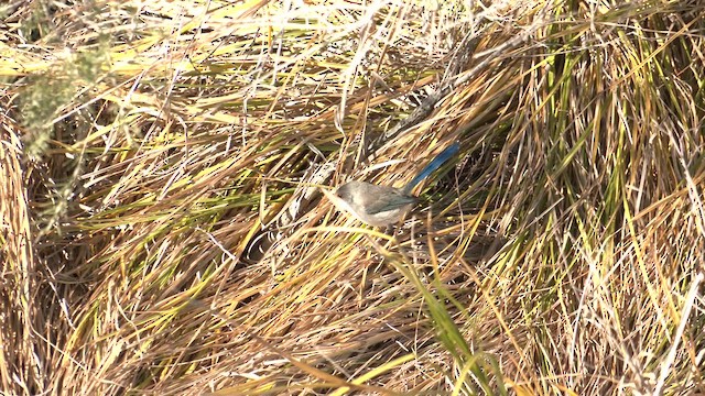 Splendid Fairywren - ML621114112