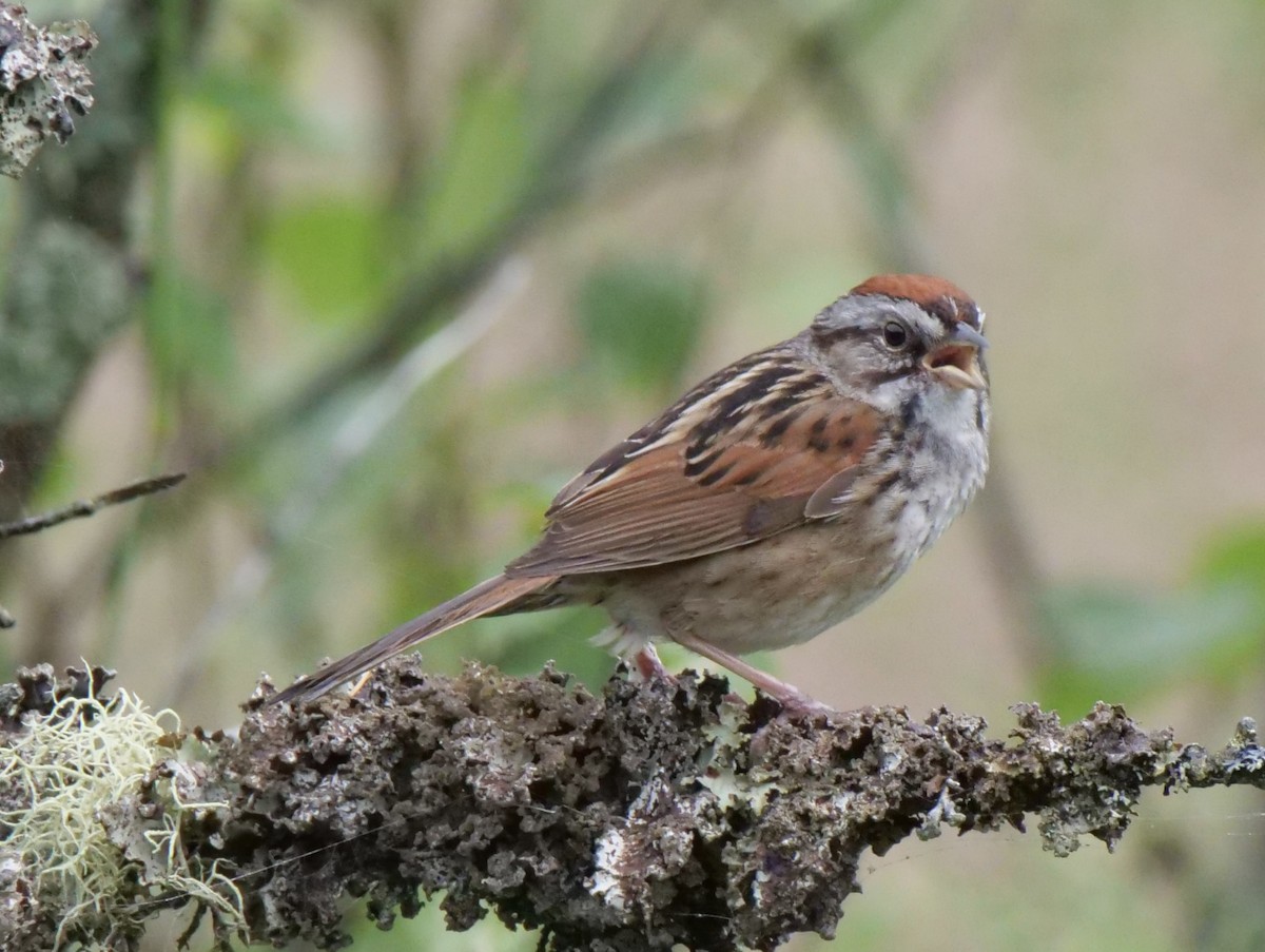 Swamp Sparrow - ML621114117