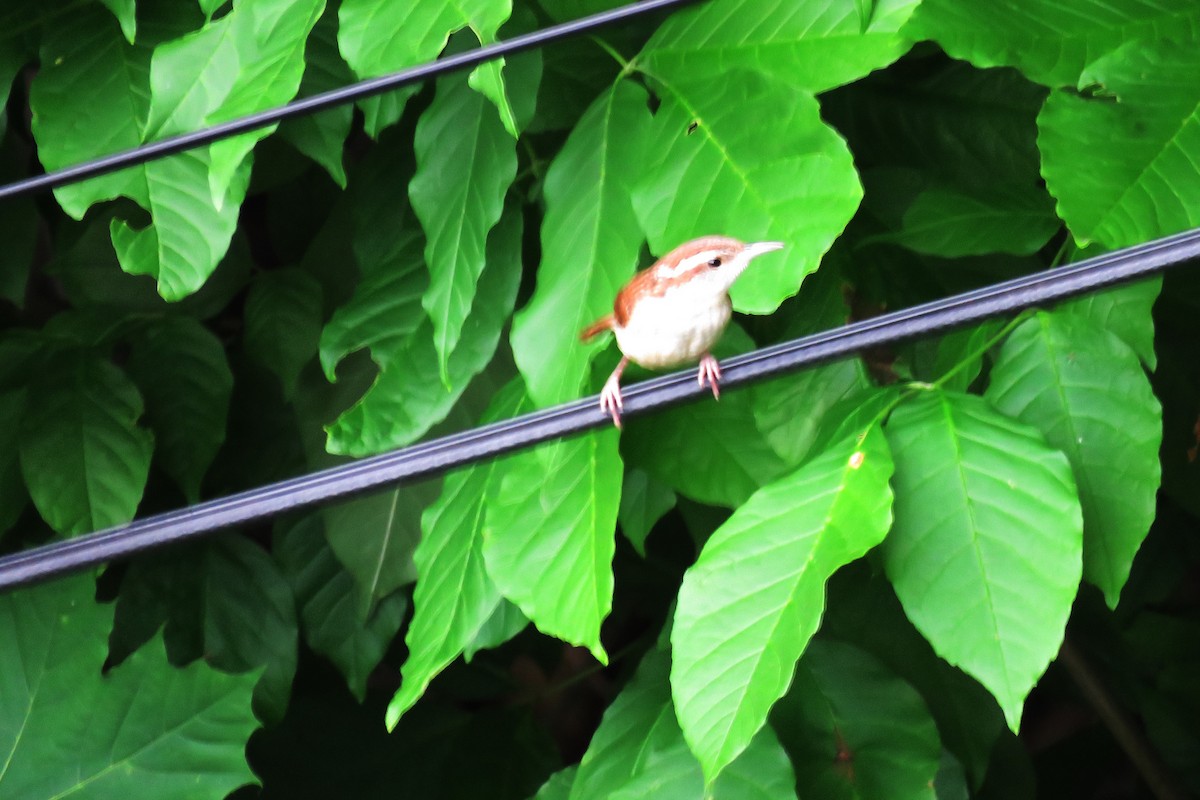 Carolina Wren - ML621114120