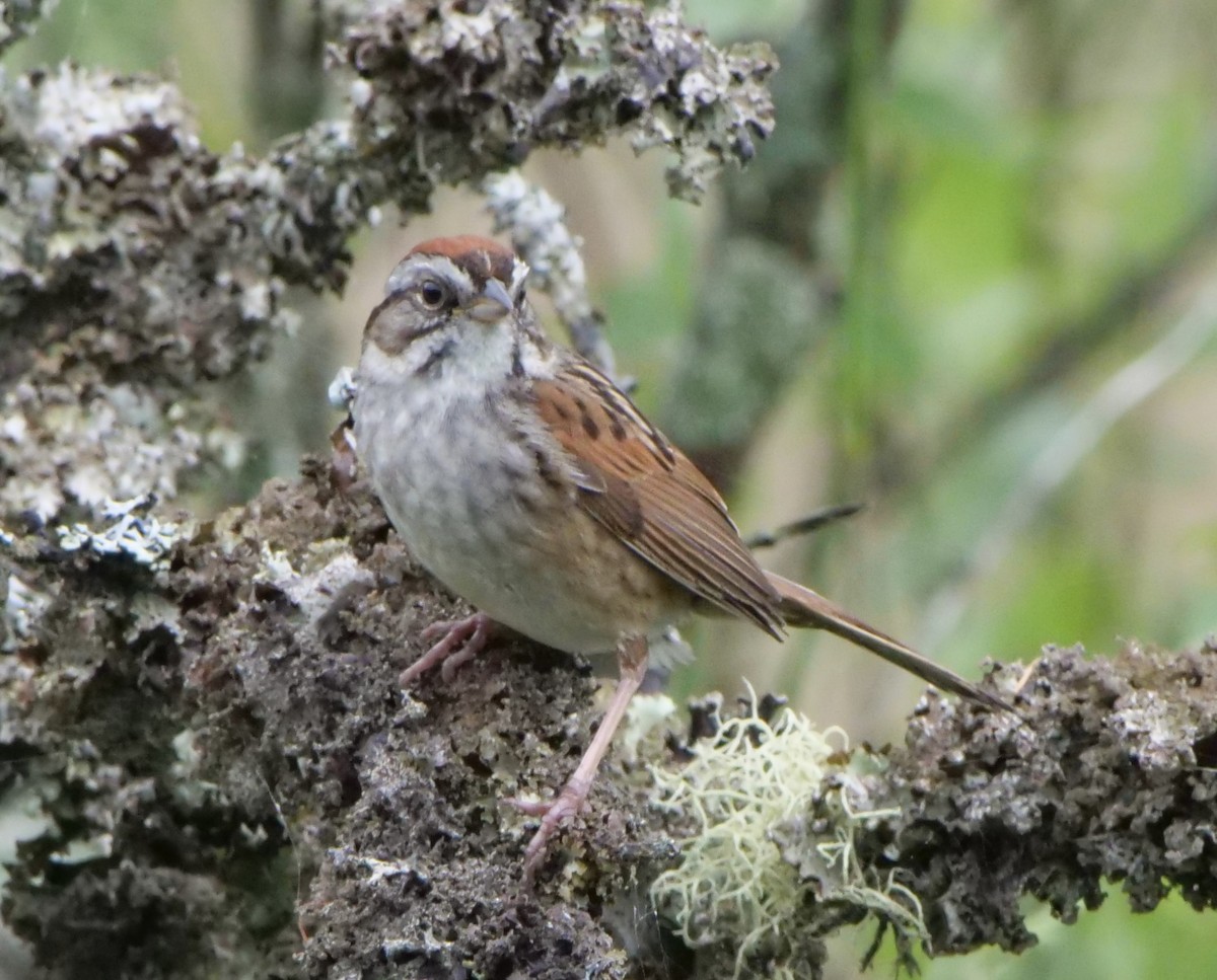 Swamp Sparrow - ML621114121