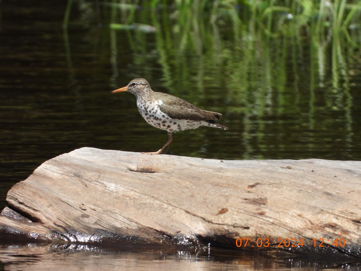 Spotted Sandpiper - ML621114123