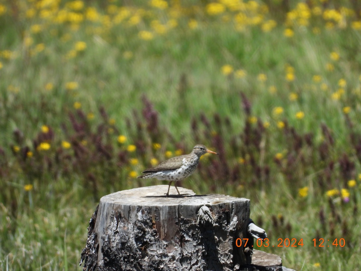 Spotted Sandpiper - ML621114124