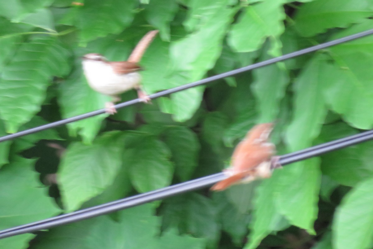 Carolina Wren - ML621114125