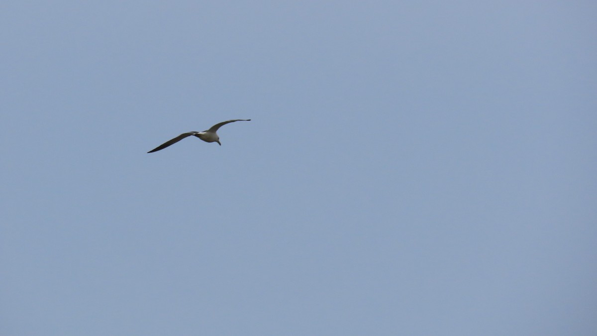 Чернохвостая чайка - ML621114134