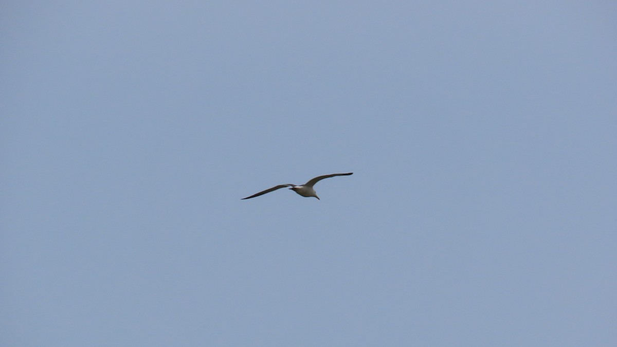 Чернохвостая чайка - ML621114135