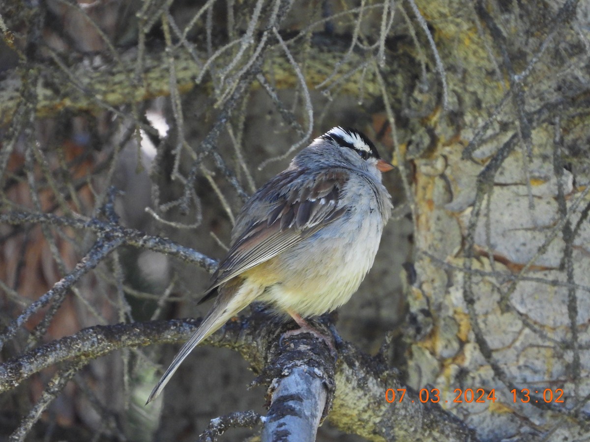 White-crowned Sparrow - ML621114143