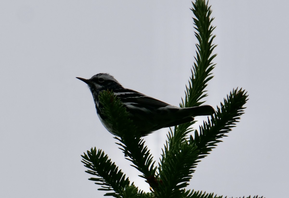 Black-and-white Warbler - ML621114144