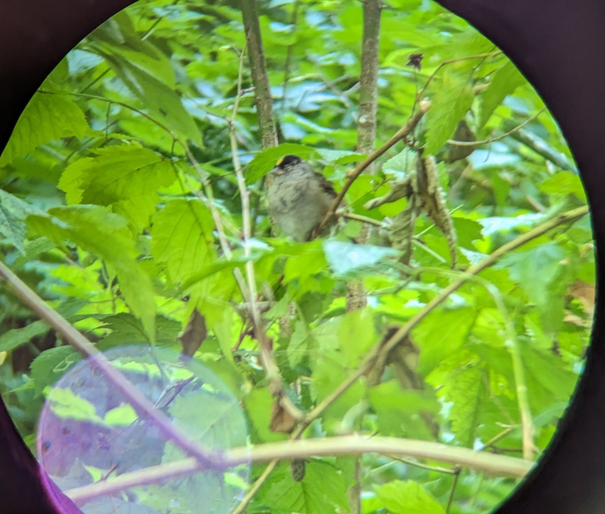 Golden-crowned Sparrow - ML621114172