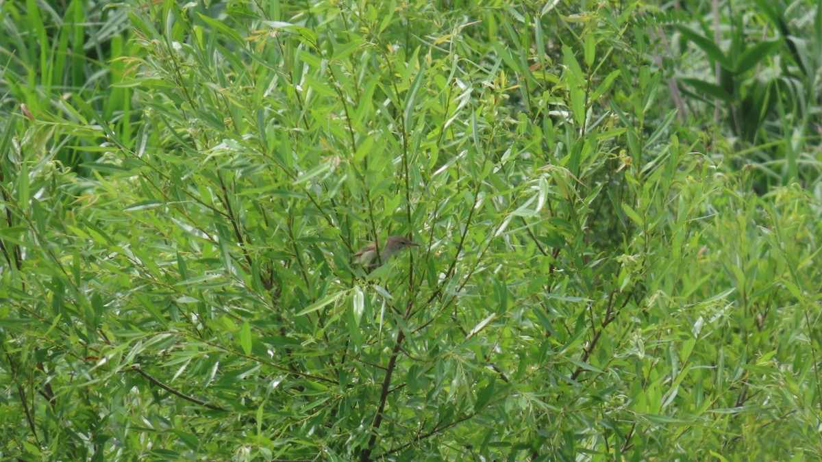Oriental Reed Warbler - ML621114227
