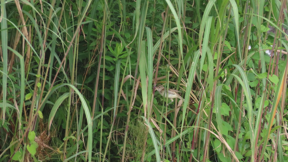 Oriental Reed Warbler - ML621114228