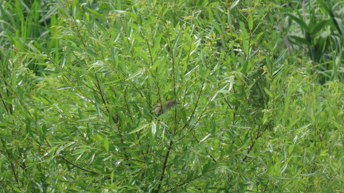 Oriental Reed Warbler - ML621114229