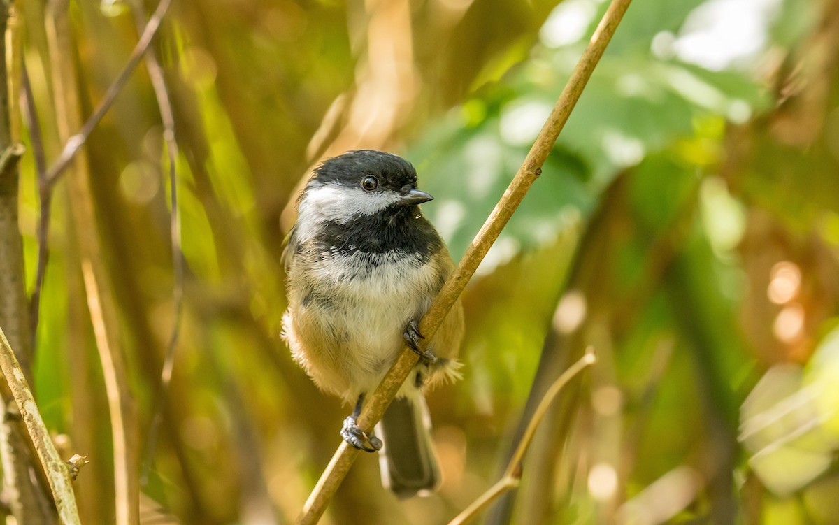 Black-capped Chickadee - Louise Summerhayes