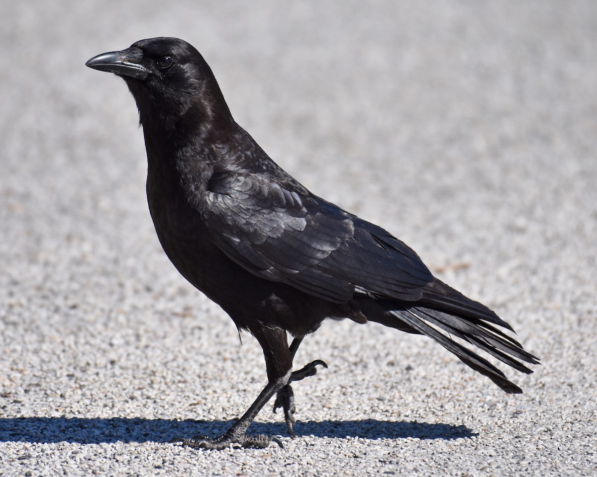 crow sp. - ML621114248