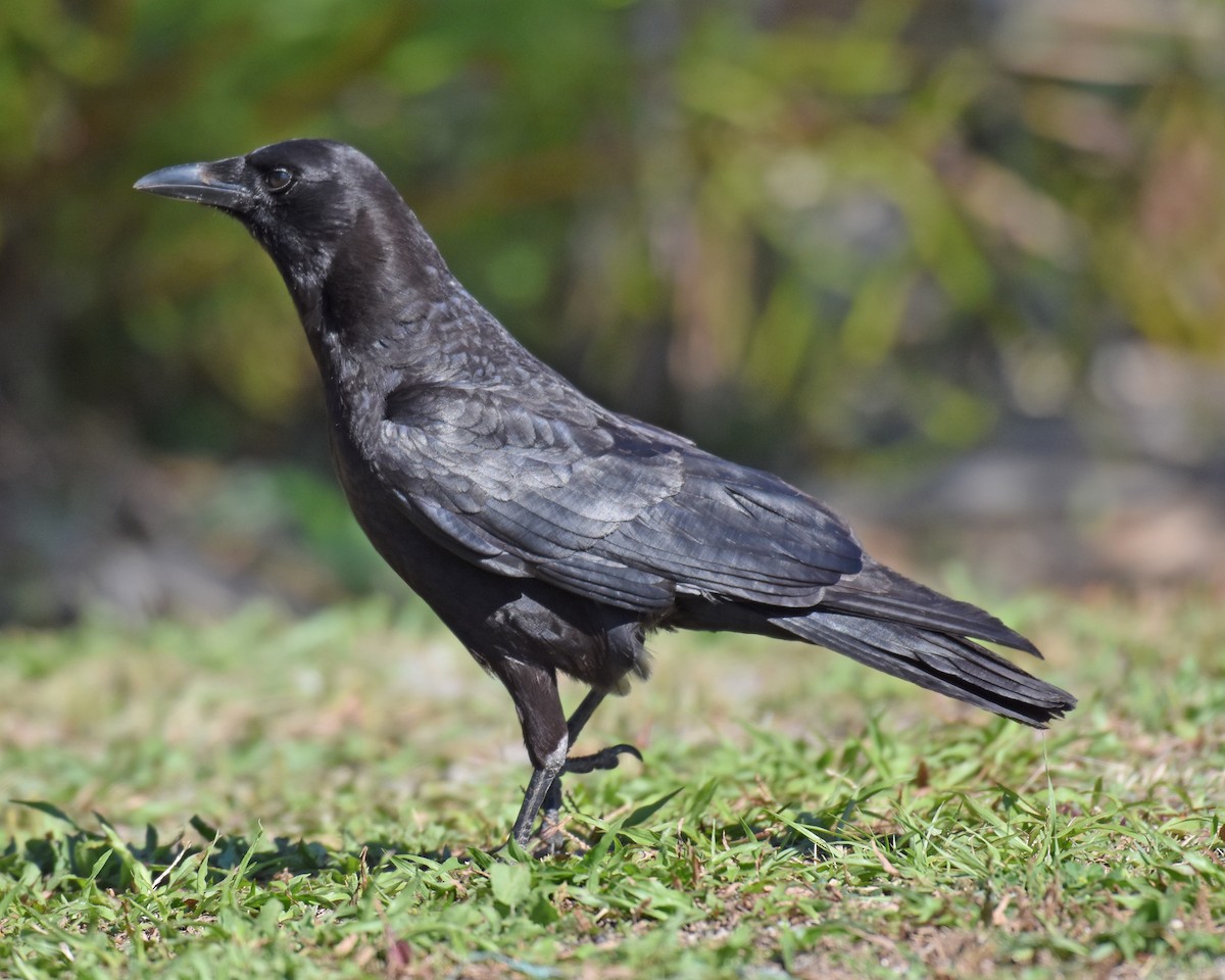 crow sp. - ML621114249
