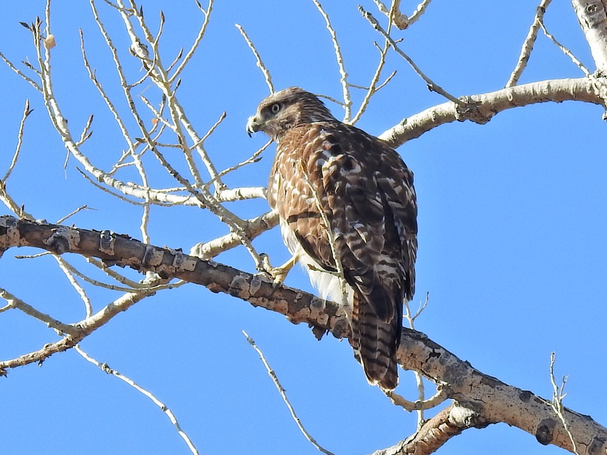 Red-tailed Hawk - ML621114274