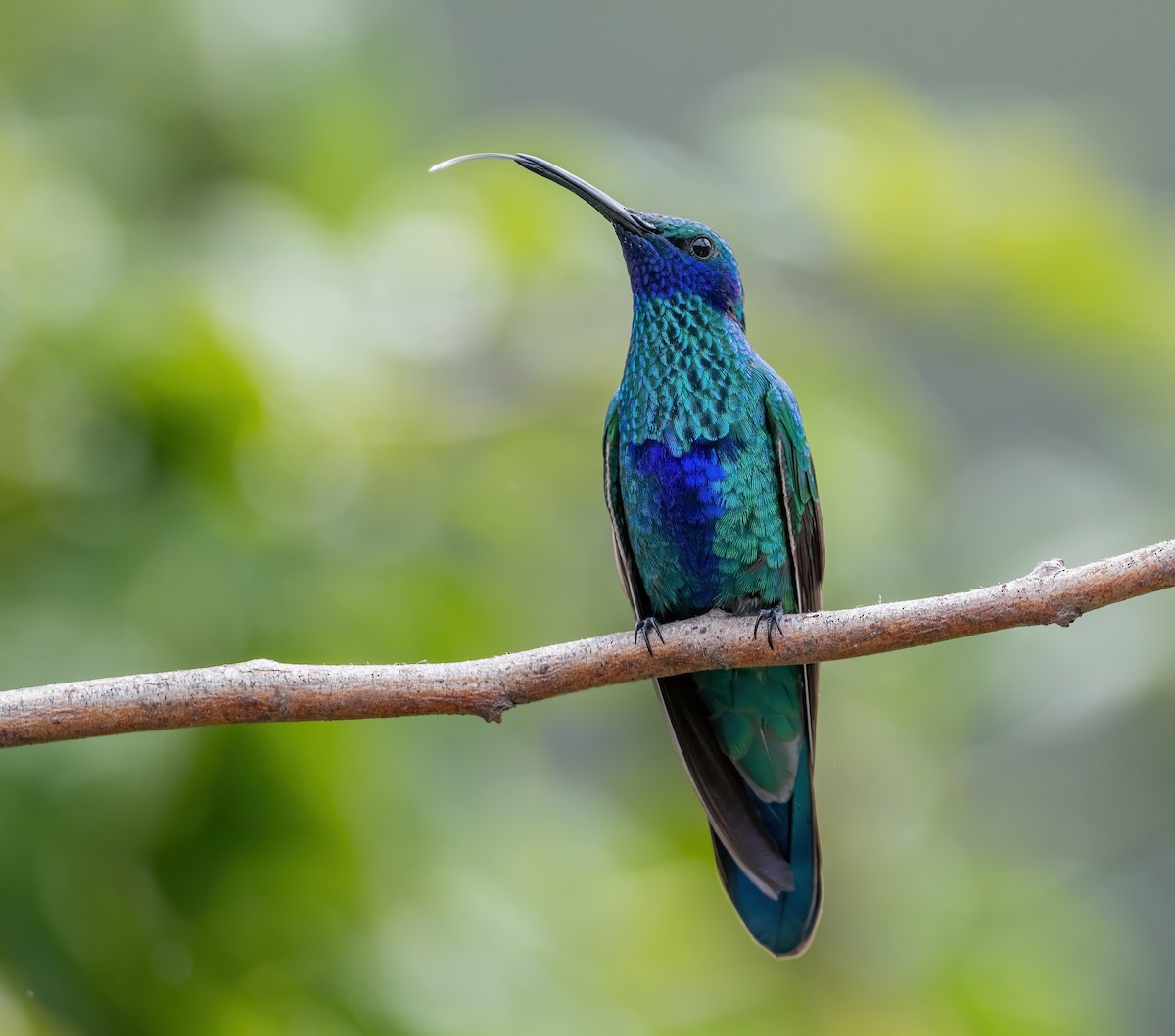 kolibřík modrolící - ML621114297