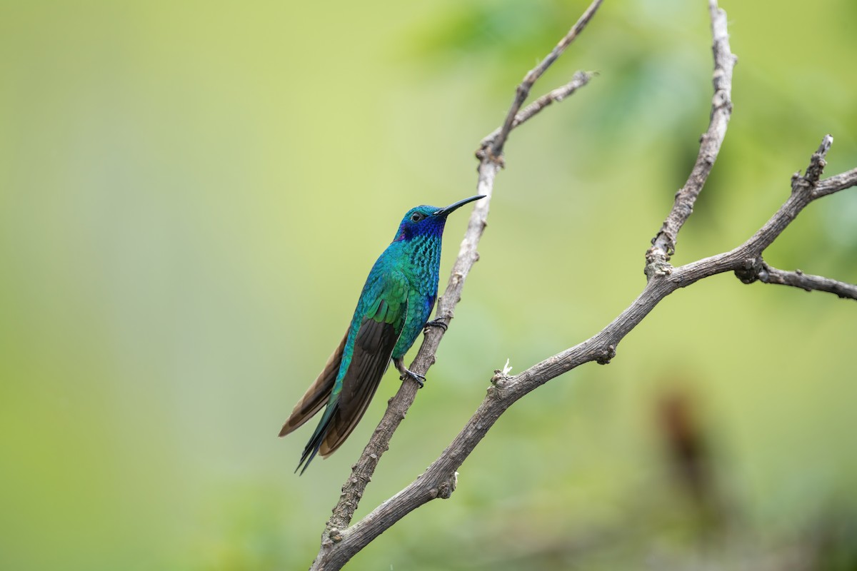 kolibřík modrolící - ML621114307