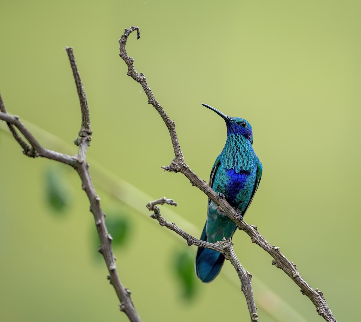 kolibřík modrolící - ML621114309