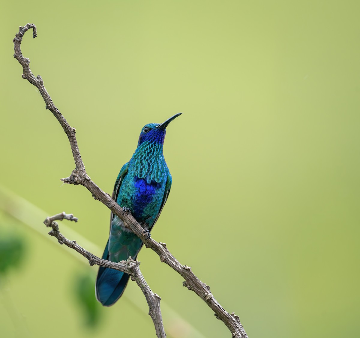 kolibřík modrolící - ML621114312