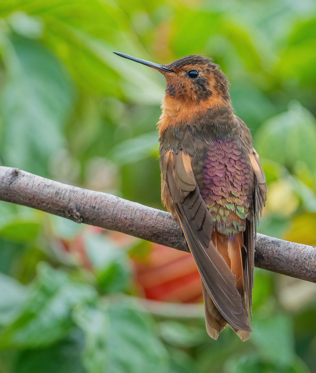 kolibřík duhovohřbetý - ML621114341