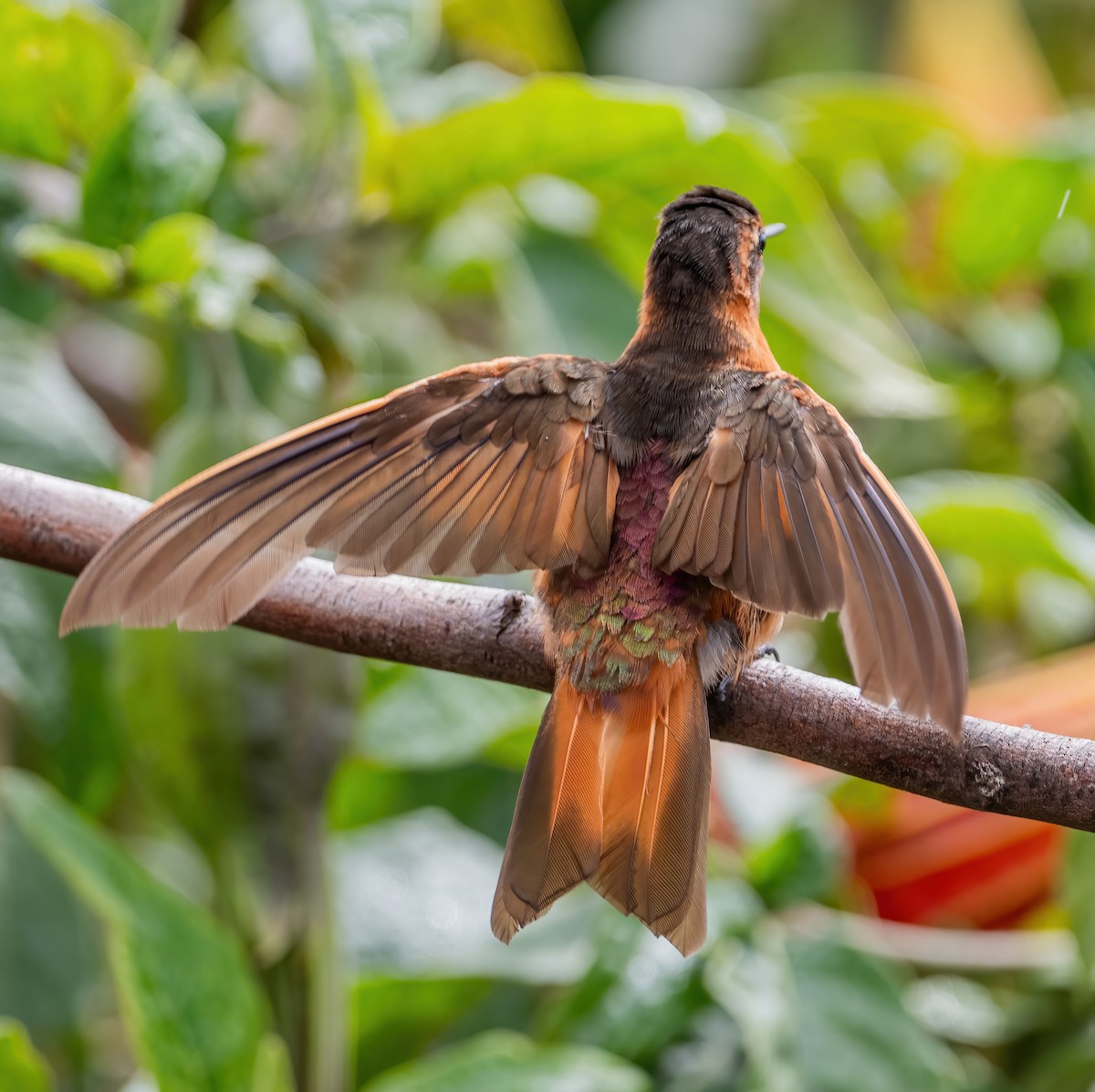 kolibřík duhovohřbetý - ML621114343