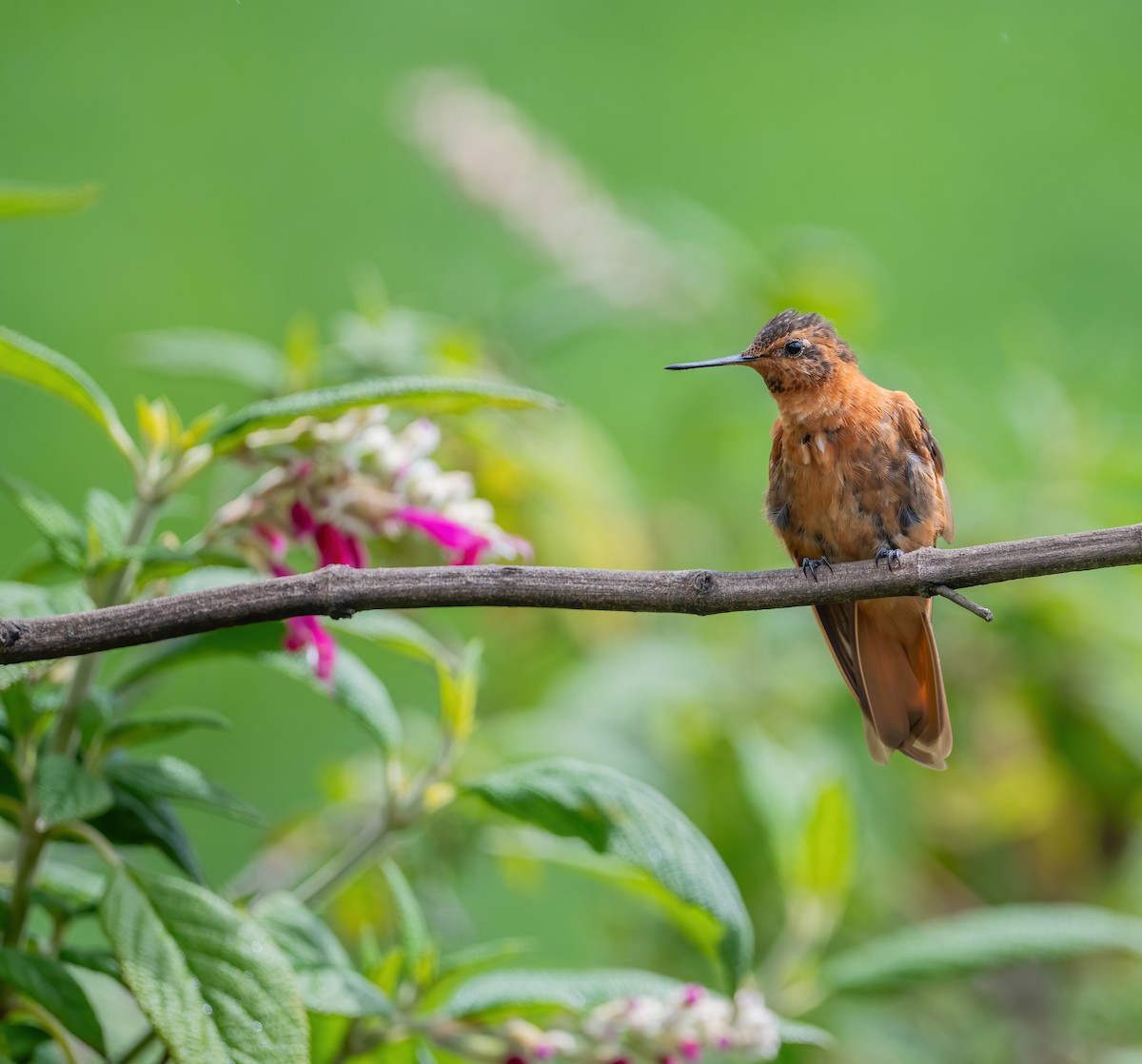 kolibřík duhovohřbetý - ML621114350