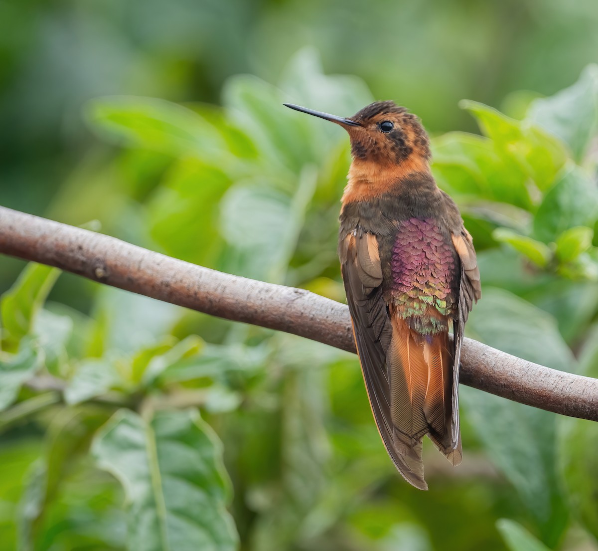 kolibřík duhovohřbetý - ML621114356