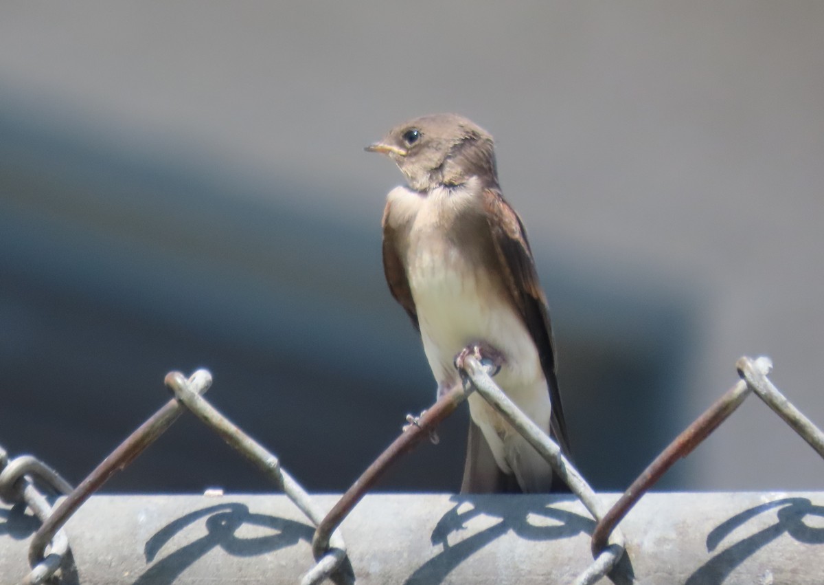 Northern Rough-winged Swallow - ML621114384