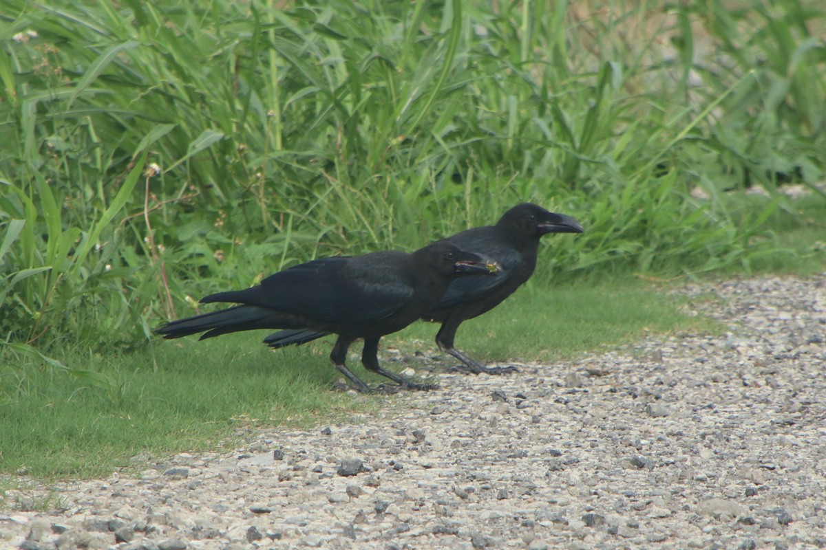 Large-billed Crow (Large-billed) - ML621114417