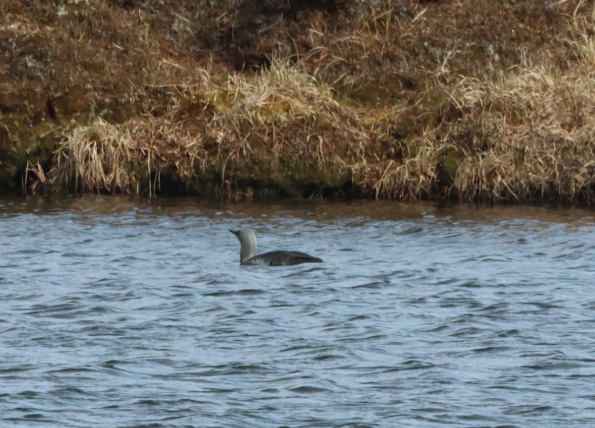 Red-throated Loon - ML621114421
