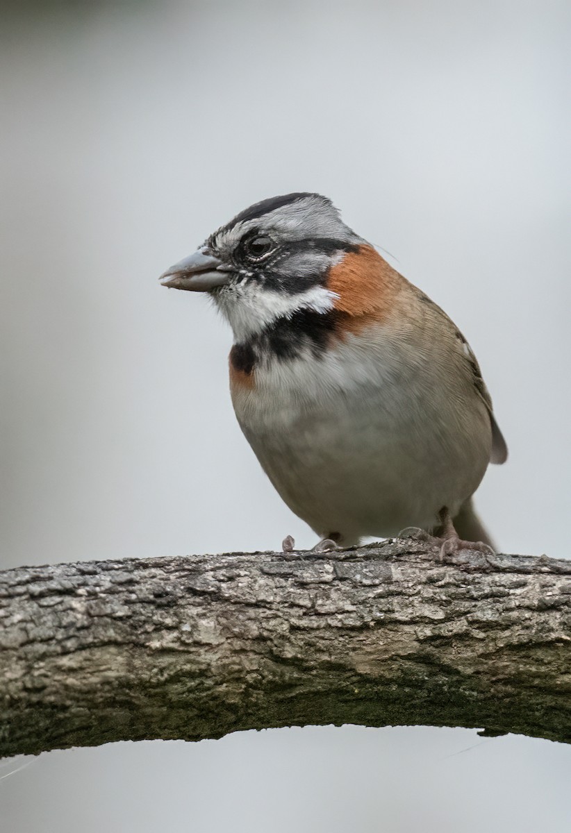 Rufous-collared Sparrow - ML621114428