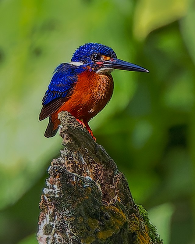 Blue-eared Kingfisher - ML621114444