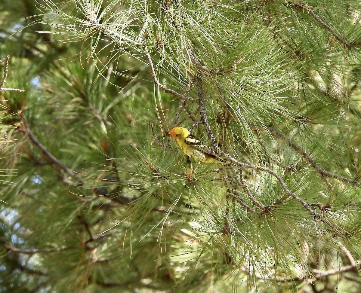 Western Tanager - ML621114480