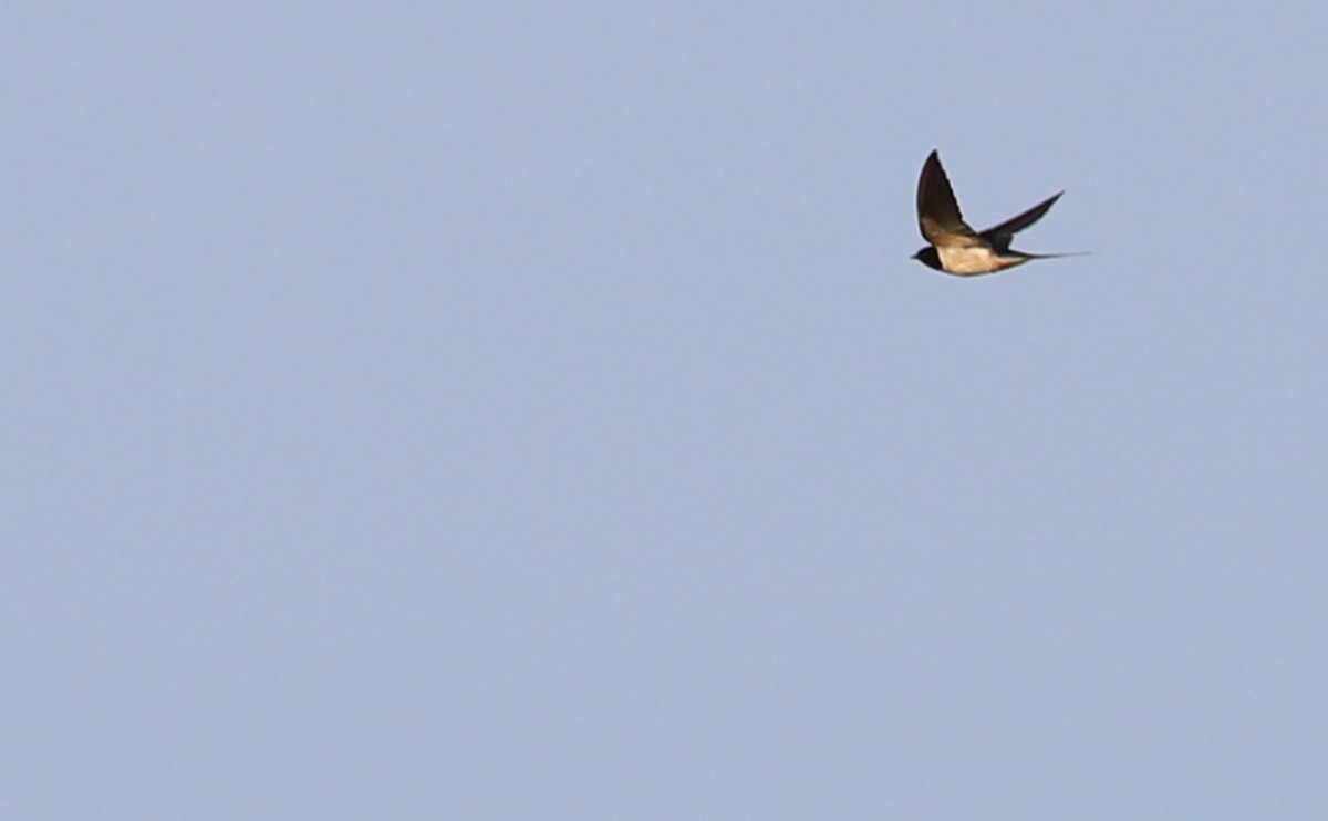 Barn Swallow (American) - ML621114493