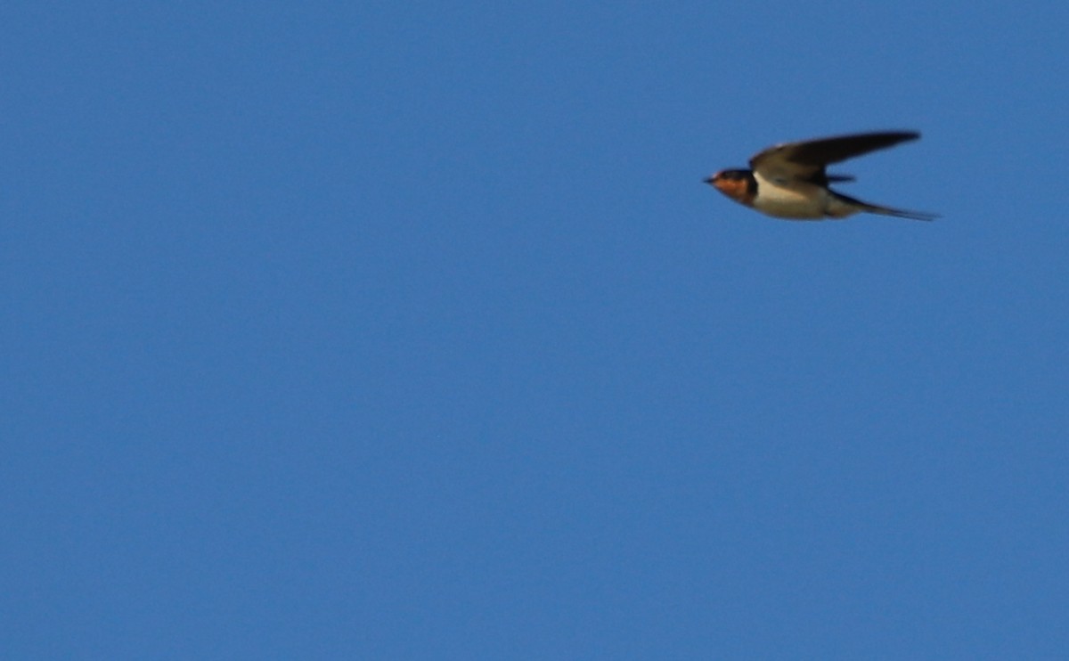 Barn Swallow (American) - ML621114498