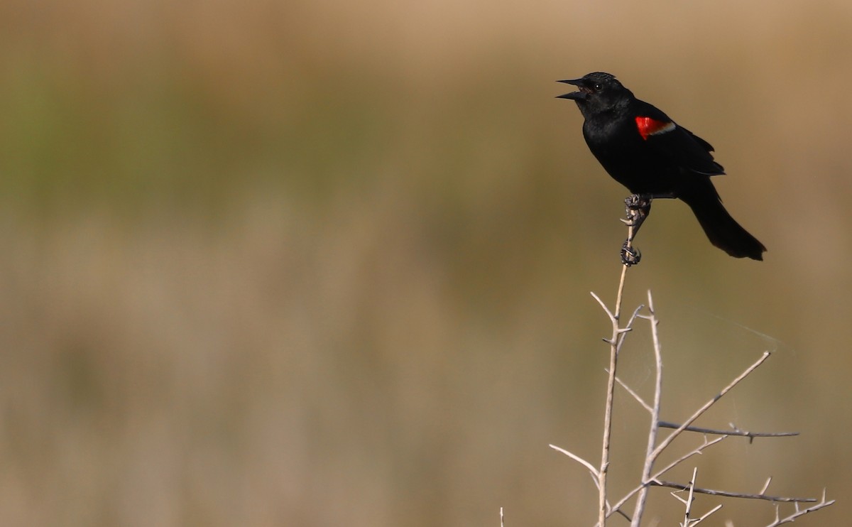 Red-winged Blackbird - ML621114516
