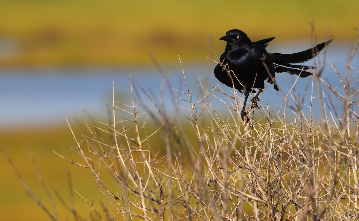 Boat-tailed Grackle - ML621114568