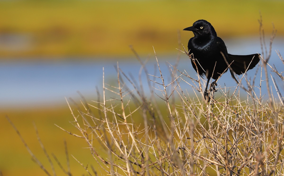 Boat-tailed Grackle - ML621114570