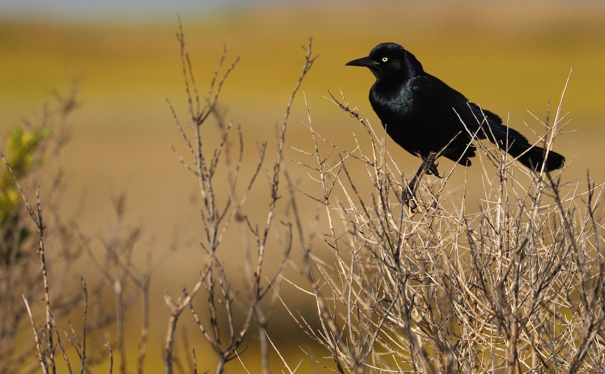 Boat-tailed Grackle - ML621114578