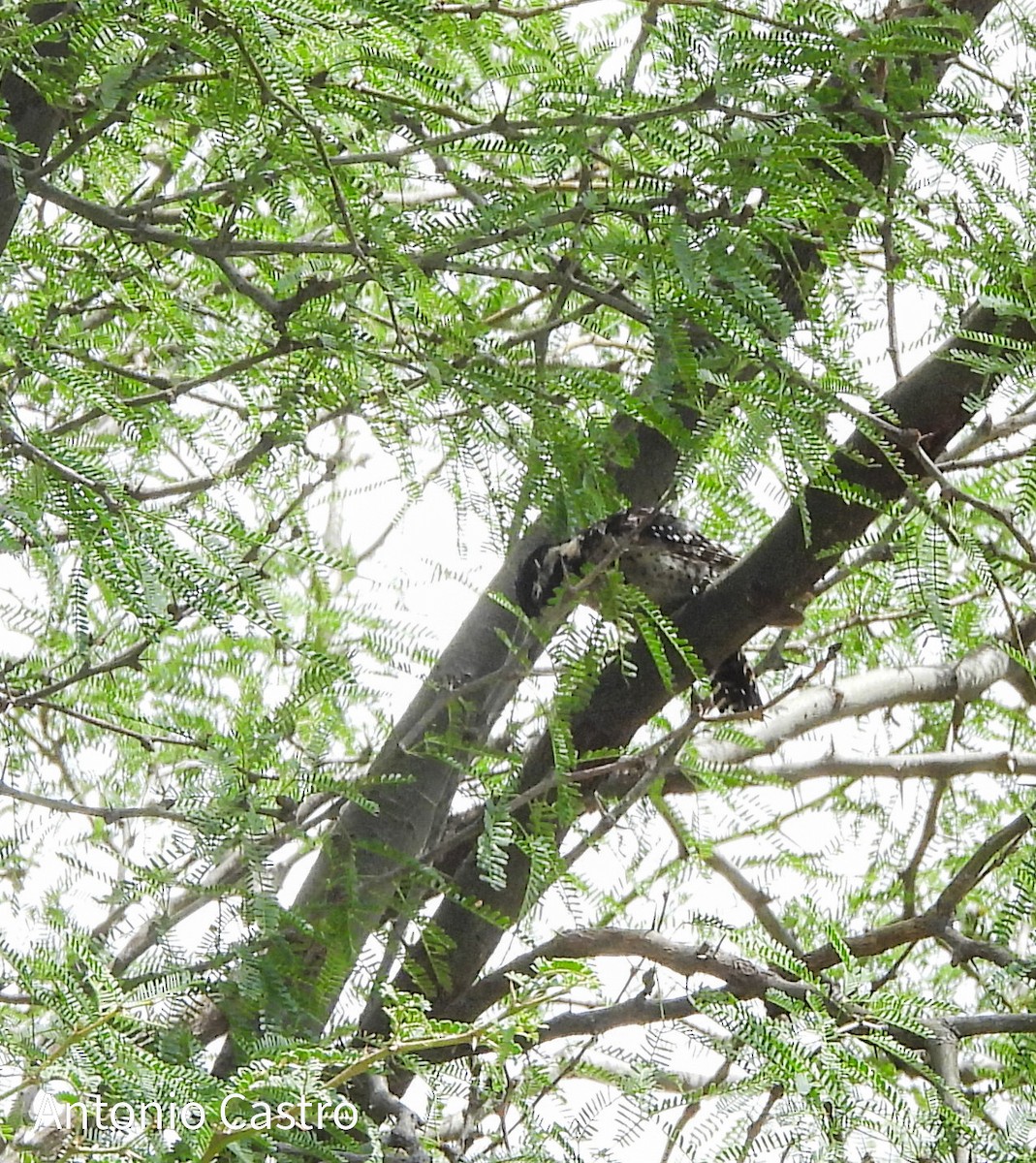 Ladder-backed Woodpecker - ML621114596
