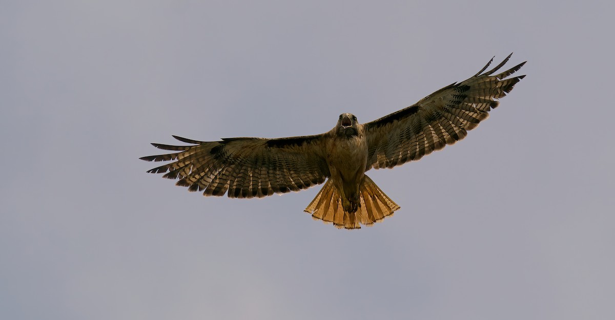 Red-tailed Hawk - ML621114609